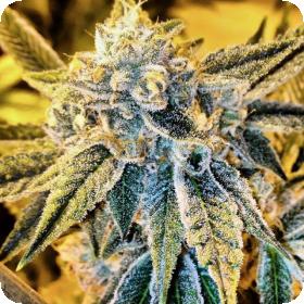 Cornbread Regular Seeds