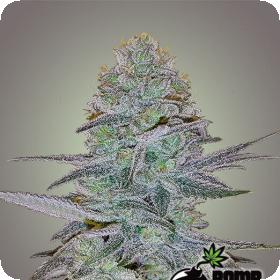 Cosmic Bomb Auto Feminised Seeds Cosmic Bomb Auto Feminised Seeds