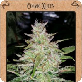 Cosmic Queen Auto Feminised Seeds