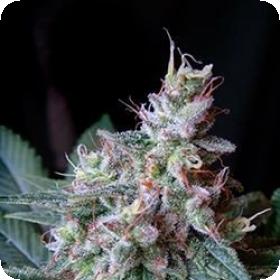 Cream Caramel FAST Version Feminised Seeds Cream Caramel FAST Version Feminised Seeds