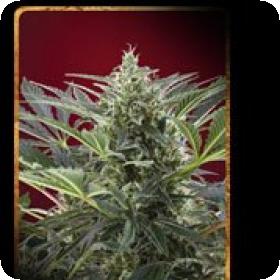Cream 47 Feminised Seeds Cream 47 Feminised Seeds