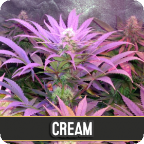 Cream Automatic Feminised Seeds Cream Automatic Feminised Seeds