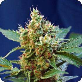 Cream Mandarine XL Auto Feminised Seeds Cream Mandarine XL Auto Feminised Seeds