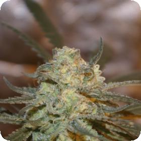 Creamy Berry Blue Regular Seeds