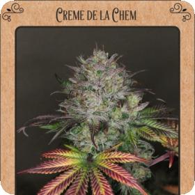 Creme de la Chem Auto Feminised Seeds Creme de la Chem Auto Feminised Seeds