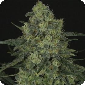 Criminal Feminised Seeds Criminal Feminised Seeds