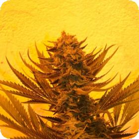 Critical 707  Cbd  Regular  Cannabis  Seeds  Emerald  Triangle 0