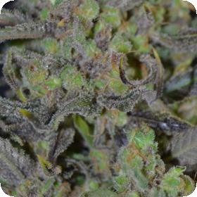 Critical Feminised Cannabis Seeds Cbd Cannabis Seeds 0