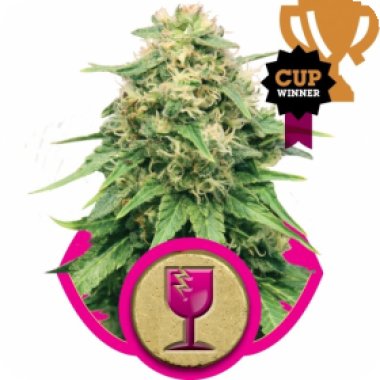 Critical Feminised Seeds