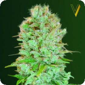 Critical Feminised Seeds Critical Feminised Seeds