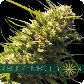 Critical Impact Feminised Seeds Critical Impact Feminised Seeds
