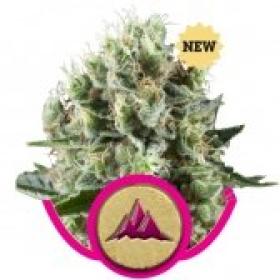 Critical Kush Feminised Cannabis Seeds Royal Queen Cannabis Seeds 0
