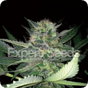 Critical Lights Feminised Seeds