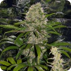 Critical Mass Mr Nice Regular Seeds Critical Mass Mr Nice Regular Seeds