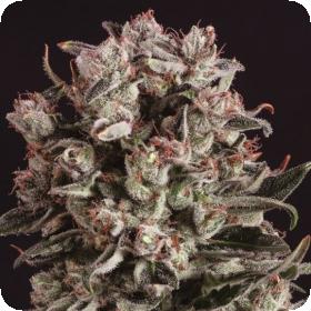 Critical Mass x SCBDX Feminised Seeds