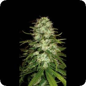 Critical Plus Feminised Seeds Critical Plus Feminised Seeds
