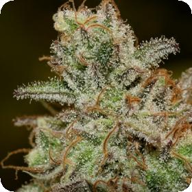 Critical Purple Kush Feminised Seeds Critical Purple Kush Feminised Seeds