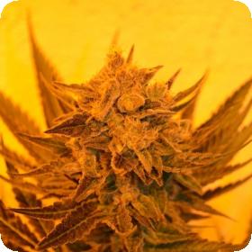Critical Sour Diesel Cbd Regular Cannabis Seeds Emerald Triangle 0