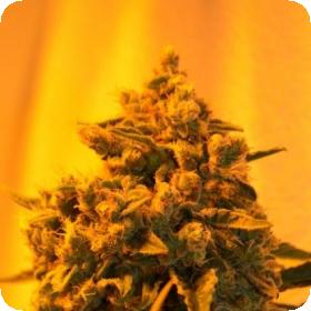 Critical  Sour  Diesel  Feminised  Cannabis  Seeds  Emerald  Triangle 0
