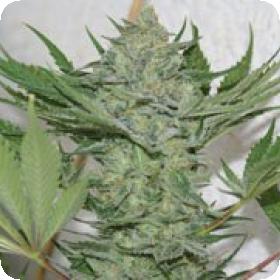 Critical Haze Feminised Seeds Critical Haze Feminised Seeds