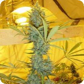 Critical Haze Regular Seeds