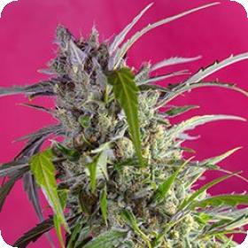 Crystal Candy Auto Feminised Seeds Crystal Candy Auto Feminised Seeds