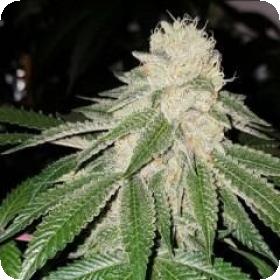 Currylato Feminised Seeds Currylato Feminised Seeds