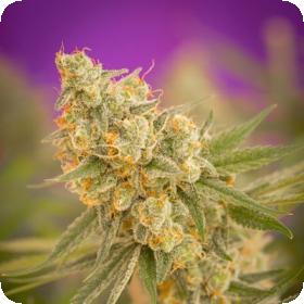 Cuvee Regular Seeds Cuvee Regular Seeds