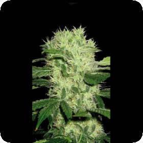 Dama Blanca Feminised Seeds Dama Blanca Feminised Seeds