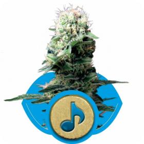 Dance World Feminised Seeds Dance World Feminised Seeds