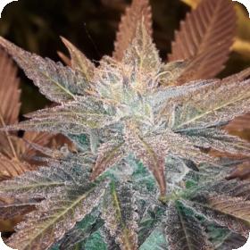 Dark Chocolate Feminised Seeds