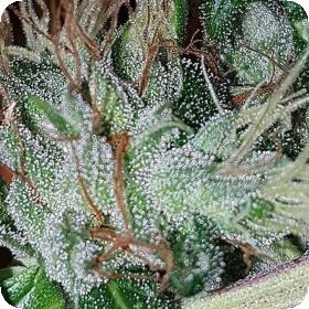 Dead Chem Head Feminised Seeds Dead Chem Head Feminised Seeds