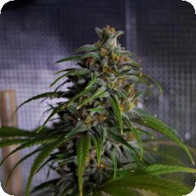 Dead Lights CBD Regular Seeds Dead Lights CBD Regular Seeds