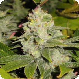 Deadhead OG Feminised Seeds