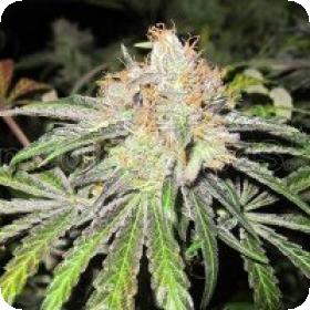 Deep Neville Regular Seeds Deep Neville Regular Seeds
