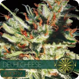Delhi Cheese AUTO Feminised Seeds Delhi Cheese AUTO Feminised Seeds