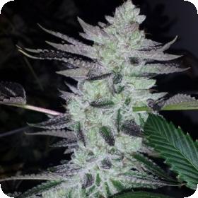 Delinquent OG Feminised Seeds Delinquent OG Feminised Seeds
