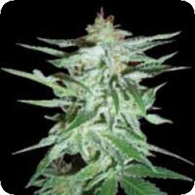 Delirium Feminised Seeds