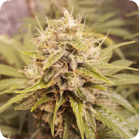 Deluxe Orange Regular Seeds