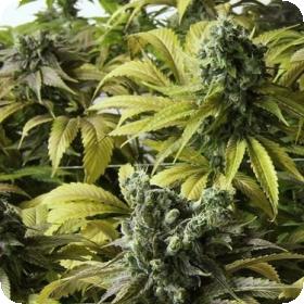 Desert Diesel Feminised Seeds Desert Diesel Feminised Seeds