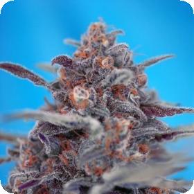 Devil Cream AUTO Feminised Seeds