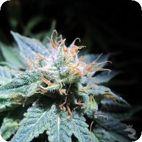 Devil Fruit Feminised Seeds Devil Fruit Feminised Seeds