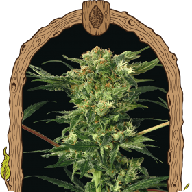 Devilkush Jpg