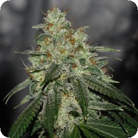 Di Frutti Ltd. Edition Regular Seeds Di Frutti Ltd. Edition Regular Seeds