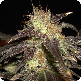 Diesel Auto Feminised Seeds Diesel Auto Feminised Seeds
