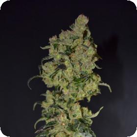 Diesel Feminised Seeds Diesel Feminised Seeds