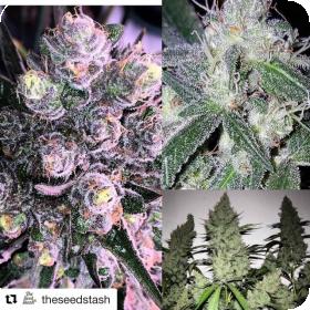 Diesel Moonshine Regular Seeds Diesel Moonshine Regular Seeds