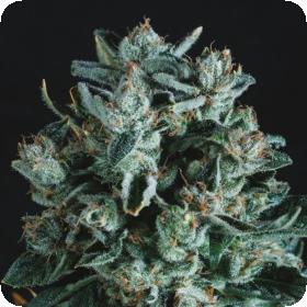 Diesel x SCBDX Feminised Seeds