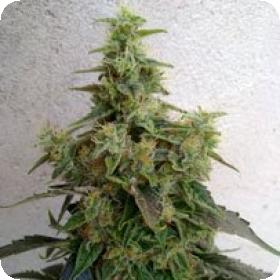 Dieseltonic Feminised Seeds Dieseltonic Feminised Seeds