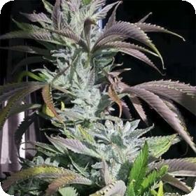 Digital Dream Regular Seeds Digital Dream Regular Seeds